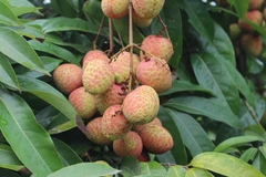 [Photo] Bắc Giang: Vải sớm Phúc Hòa được giá, thuận đầu ra