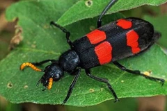 Chuyên gia cảnh báo nguy cơ ngộ độc nặng do sâu ban miêu