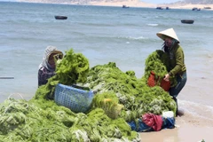 Vùng ven biển huyện Thuận Nam, Ninh Thuận trở thành nơi phát triển mạnh nghề nuôi rong sụn, mang lại thu nhập cao cho người dân. (Ảnh: Công Thử/TTXVN)