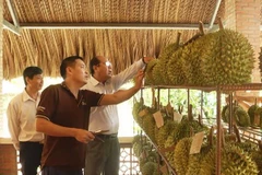 Một cơ sở thu mua sầu riêng ở Tiền Giang. (Nguồn: tiengiang.gov.vn)