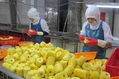 Chế biến dứa tại Công ty cổ phần Thực phẩm xuất khẩu Đồng Giao, thành phố Tam Điệp, Ninh Bình. (Ảnh: Thùy Dung/TTXVN)