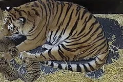 Hổ Siberia sinh hạ thành công 3 chú hổ con tại vườn thú Hannover