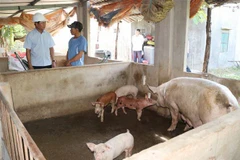 [Video] Hỗ trợ khách vay vốn bị thiệt hại bởi dịch tả lợn châu Phi