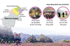 [Infographics] Lễ hội hoa tam giác mạch Hà Giang: Sắc màu hoa đá