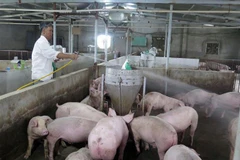 Công tác vệ sinh chuồng trại được người dân thực hiện thường xuyên. (Ảnh: Nguyễn Lành/TTXVN)