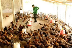 (Ảnh minh họa. Vũ Sinh/TTXVN)