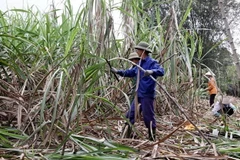 Người dân xã Tam Đa (Sơn Dương, Tuyên Quang) thu hoạch mía bán cho nhà máy. (Ảnh: Quang Cường/TTXVN)
