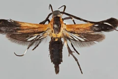 Loài Tinaegeria carlosalvaradoi. (Nguồn: larepublica.net)