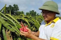 Anh Vũ Văn Phóng (xã Vĩnh Xá, huyện Kim Động, Hưng Yên) chăm sóc vườn Thanh long áp dụng công nghệ mới. (Ảnh: Phạm Kiên/TTXVN)