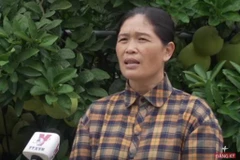 Dân Yên Thế đặt mục tiêu xây dựng thương hiệu, làm giàu từ quả bưởi