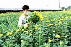 Người dân tây Tựu thu hoạch hoa cúc. (Ảnh: Vũ Sinh/TTXVN) 