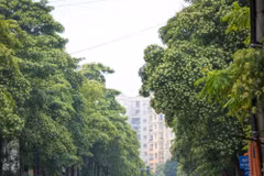 Hoa sữa. (Ảnh: Lê Minh Sơn/Vietnam+)