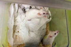 Những chú chuột thí nghiệm. (Nguồn: nouvelobs.com)