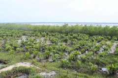 Trồng rừng ven biển. (Ảnh: Hồ Cầu/TTXVN)