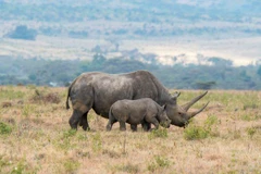 (Nguồn: Getty images