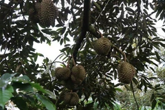 (Ảnh minh họa. Tuấn Anh/TTXVN)