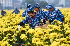 [Photo] Nông dân Trung Quốc tất bật thu hoạch hoa cúc làm thảo dược