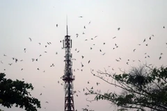 Đàn chim yến tập trung về nhà nuôi trên địa bàn huyện Giồng Riềng (Kiên Giang). (Ảnh: Lê Huy Hải/ TTXVN)