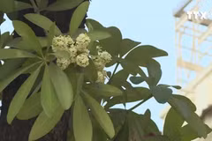 [Video] Ngỡ ngàng hoa sữa trái mùa tại thủ đô Hà Nội