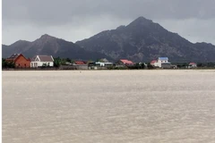 Nhiều diện lúa vụ Đông Xuân sớm ở huyện Thuận Nam bị ngập sâu trong nước. (Ảnh: Công Thử/TTXVN)