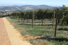 Trang trại nho tại Cape Town, Nam Phi. (Ảnh: Đình Lượng/TTXVN)