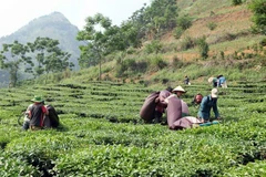 Thu hoạch chè. (Ảnh minh họa. Quý Trung/TTXVN)