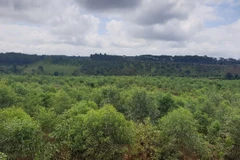 Cây keo phát triển xanh tốt sau gần 1 năm được trồng trên đất hoàn nguyên ''hậu'' khai thác bauxite. (Ảnh: Hưng Thịnh/TTXVN)