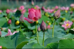 [Photo] Sen Huế dịu dàng khoe sắc, tỏa hương thơm xoa dịu nắng Hè