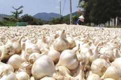Trồng 1ha tỏi voi Nhật Bản bằng phân hữu cơ tại Quảng Ngãi