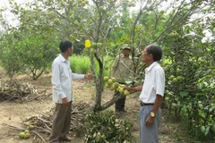 Nắng nóng kéo dài khiến cây chết, trái rụng ở hầu hết các vườn cây thanh trà. (Ảnh: Hồ Cầu/TTXVN)