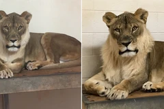 Con sư tử cái Bridget đang trổ bờm. (Nguồn: Facebook)