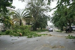 Cây cối bị quật đổ sau bão Ava tại Tamatave, Madagascar ngày 5/1. (Nguồn: THX/TTXVN)