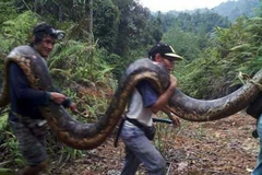 [Photo] Dân làng hồ hởi khi bắt được con trăn lớn chưa từng thấy
