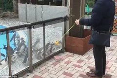 [Video] Đàn chim cánh cụt ở vườn thú lắc lư theo người chơi yo-yo