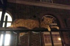 Con mèo gặp tai nạn đáng sợ. (Nguồn: Daily Mail)