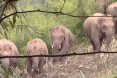 [Video] Mười con voi gây náo loạn ngôi làng, phá hoại nhiều hoa màu