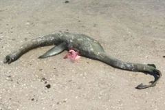 Sinh vật bí ẩn giống 'quái vật hồ Loch Ness' xuất hiện bên bờ biển