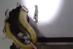 Chủ nhà tá hỏa khi phát hiện con trăn khổng lồ trốn trong tường