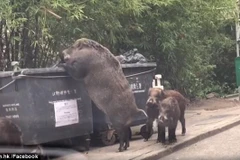 [Video] Lợn rừng khổng lồ xuất hiện gần trường học lục lọi tìm thức ăn