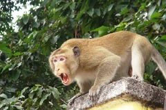 (Ảnh minh họa: Thanh Tân/TTXVN)