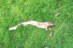 Con cá mập mèo rơi xuống vườn nhà anh James Hill. (Nguồn: SWNS)