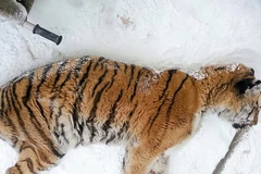 Con hổ nằm trước cửa nhà ông Alexey Khaideyev. (Nguồn: The Siberian Times)