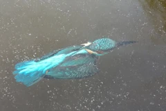 Con chim bói cá bị đóng băng dưới nước. (Nguồn: Cover Images)