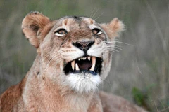 Ảnh minh họa. (Nguồn: RAYMOND PRESTON)