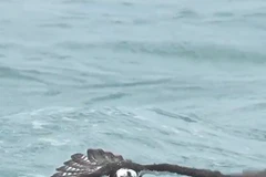 Ấn tượng cảnh chim ưng biển lặn xuống nước bắt cá 