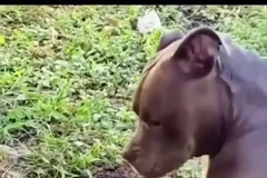 Chuột chũi phát cáu vì bị chó nhà làm phiền khi đào hang