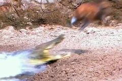 Chú hoẵng thoát khỏi nanh vuốt cá sấu trong gang tấc