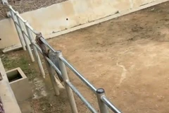 Chú voi thông minh trả chiếc dép đánh rơi cho bé gái