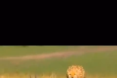 Màn đào thoát ngoạn mục của linh dương trước báo đốm