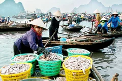 [Photo] "Chợ lội" bến Do tấp nập cảnh mua bán hải sản buổi sớm